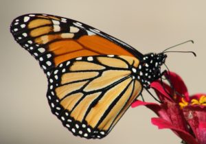 monarch-butterfly