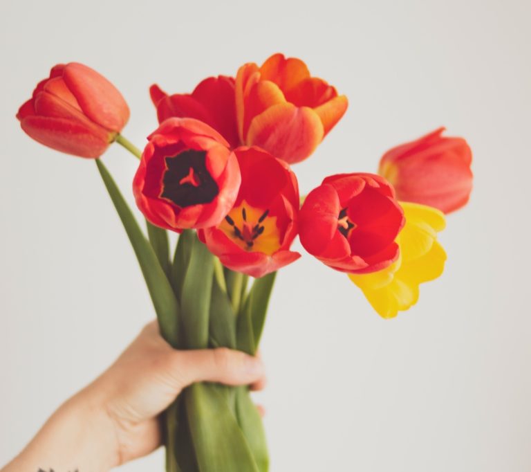 red-and-yellow-poppies