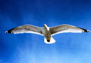 seagull-flying
