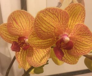 orchid-striped-2