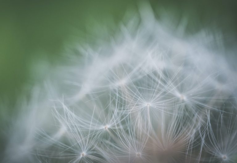 dandelion-close