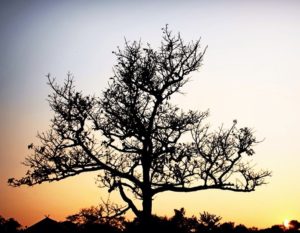 tree-in-sunset