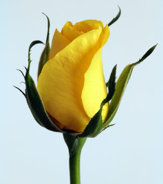 yellow-rose