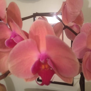pink-orchid