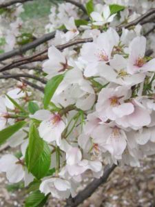 almond-tree-blossoms