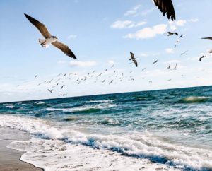 seagulls-flying