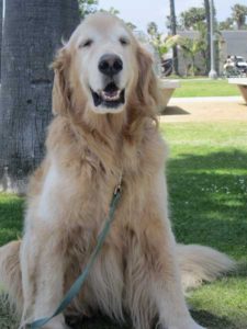 smiling-golden-dog
