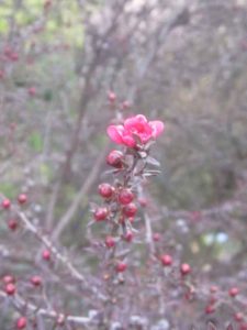 pink-flower-blossoms