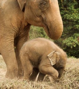 mother-and-baby-elephant
