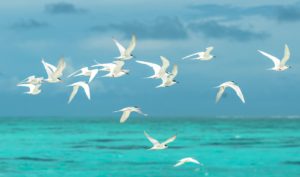 flock-of-seagulls