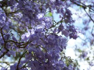 purple-jacaranda-tree