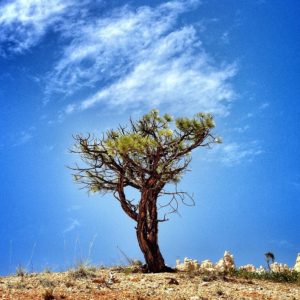 desert-tree