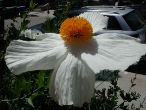 white-spreading-flower