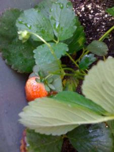 strawberry-ripe-for-picking