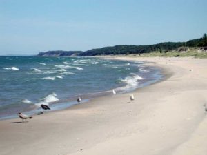 gulls-on-beach