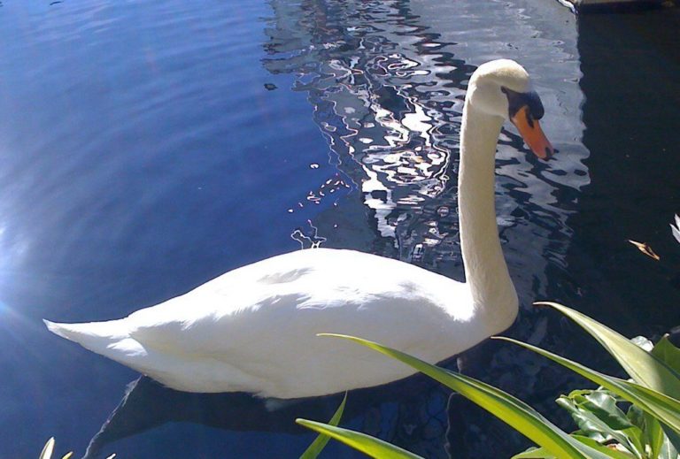 swan