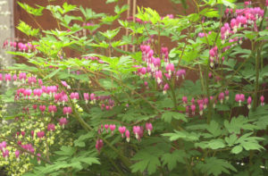 pink-flower-bush