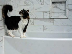cat-on-tub