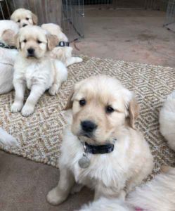 golden_pups