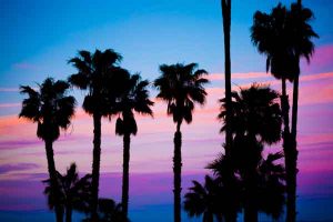 palm-trees-in-pink-sunset