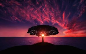 tree-in-red-sunset