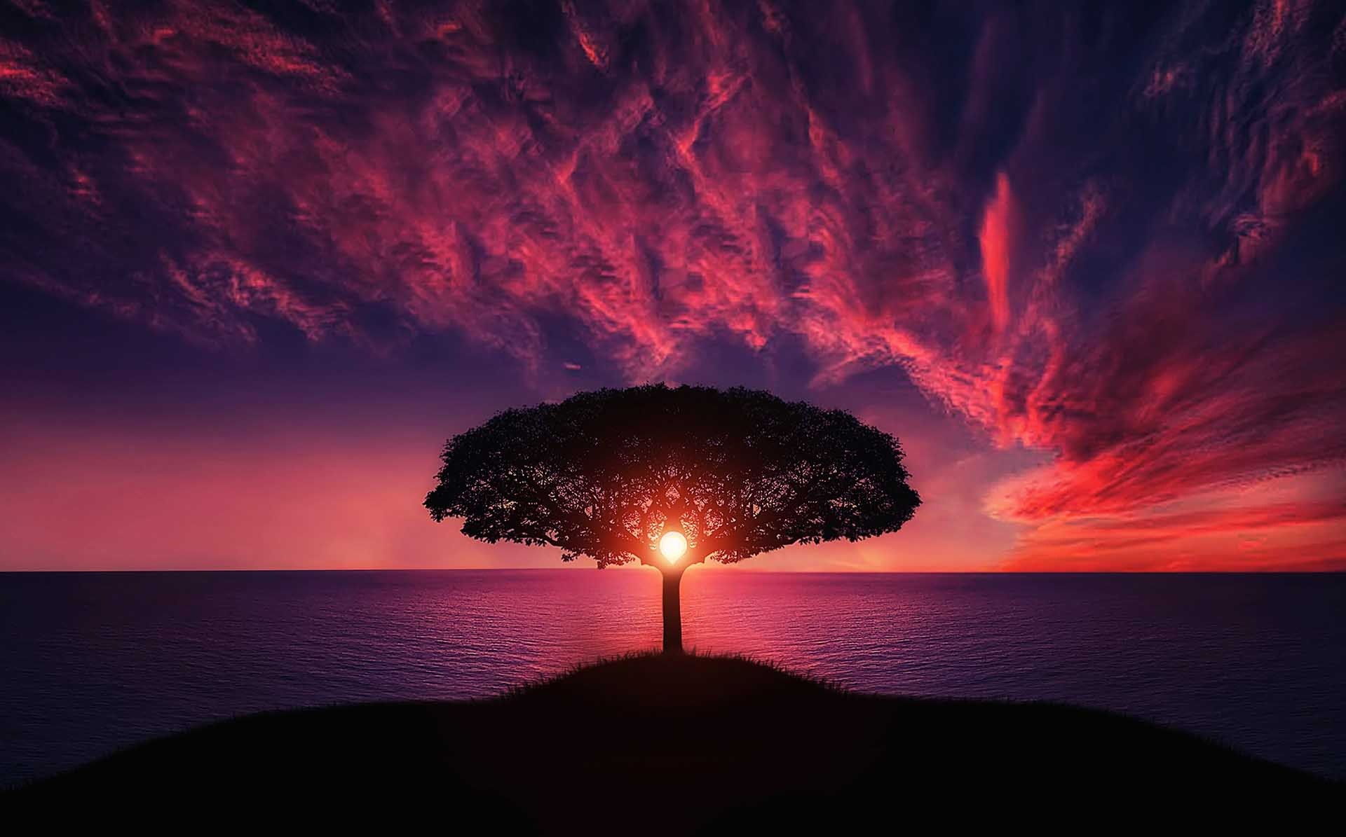 tree-in-red-sunset