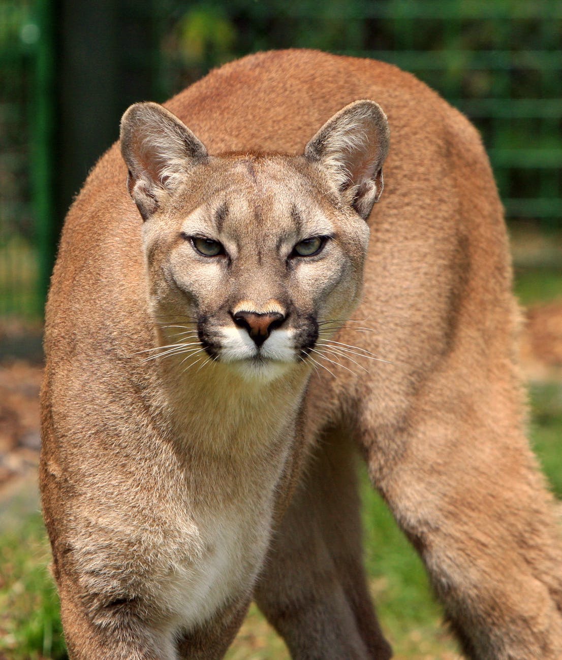 nature animal wilderness head