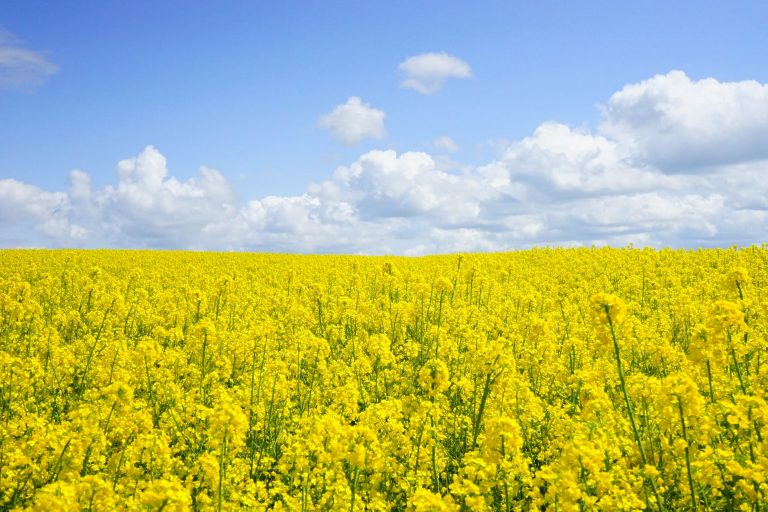 landscape nature flowers summer