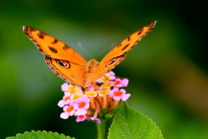 photo of butterfly