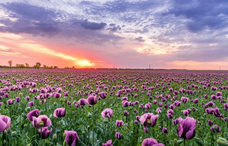 purple petaled flower field