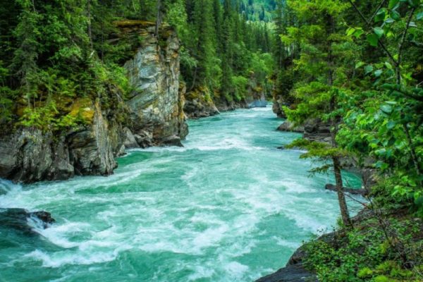 river between green leafed tree