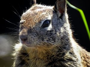 close up photo of squirrel head