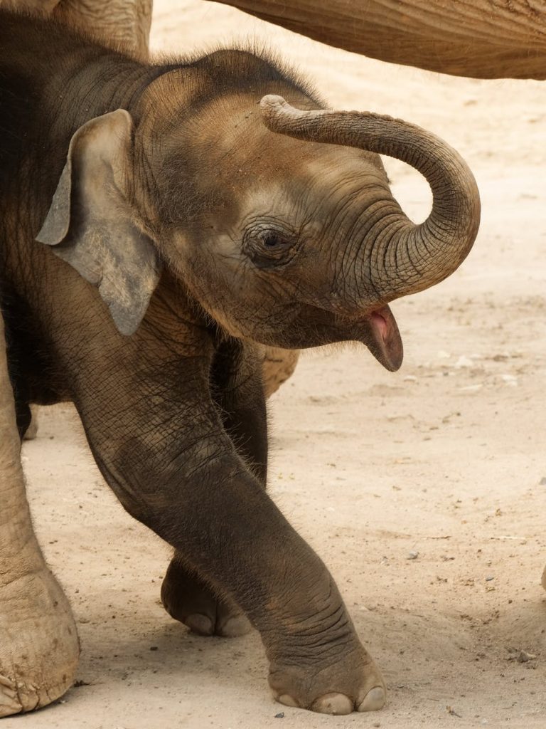 brown elephant walking on brown sand