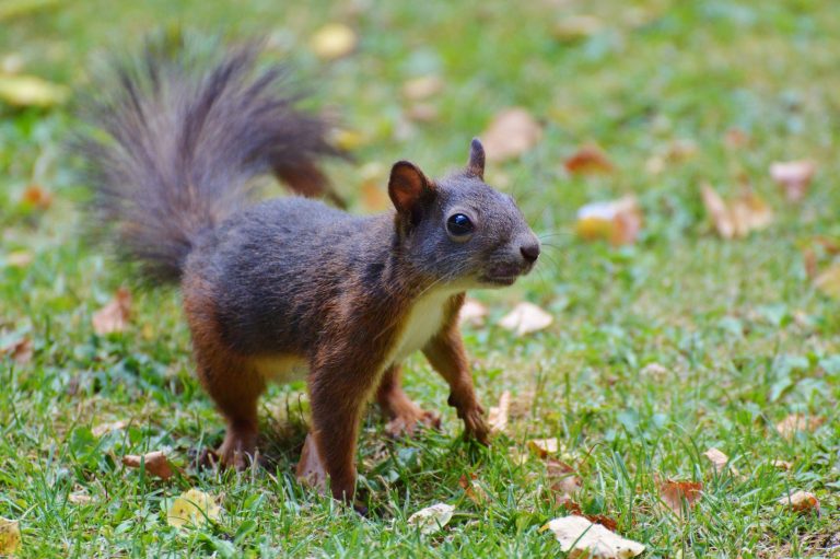 adorable animal close up cute