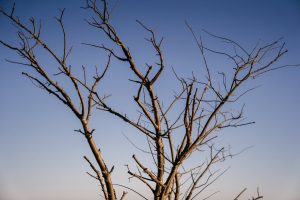 tree branches without leaves in autumn