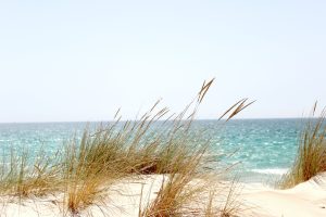 grass beside the sea