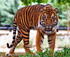 tiger-by-the-tail